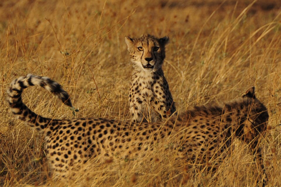 Luxury Safari and Cultural Tour in Kenya, Tanzania, Zambia & South Africa – 5-Star Experience