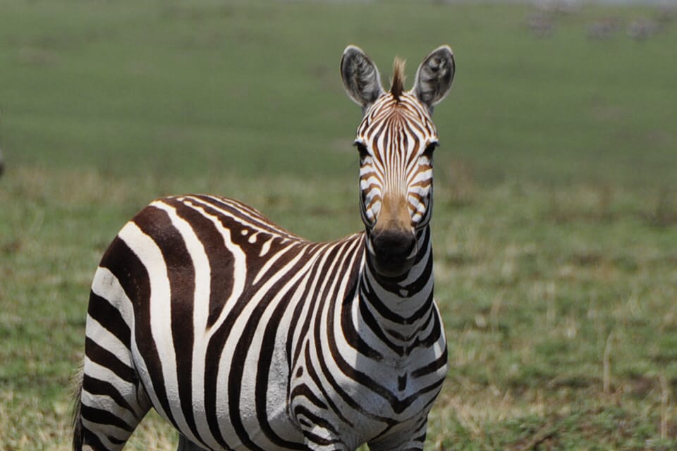 Exclusive 5-Star Safari Experience in Botswana and Zambia