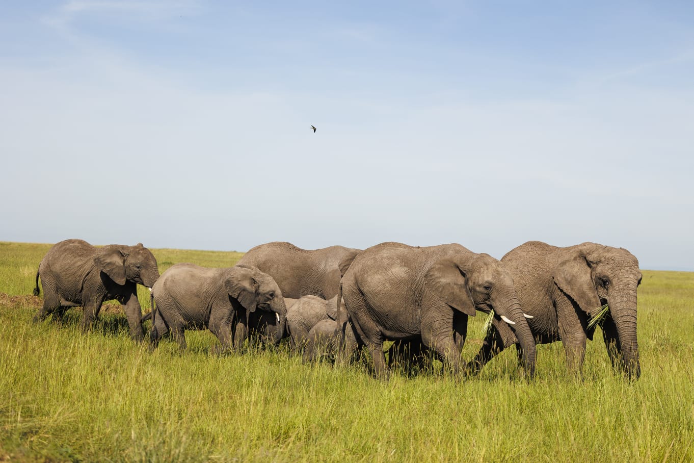 7-Day Samburu, Lake Naivasha & Masai Mara Safari – A Scenic Northern Kenya Experience