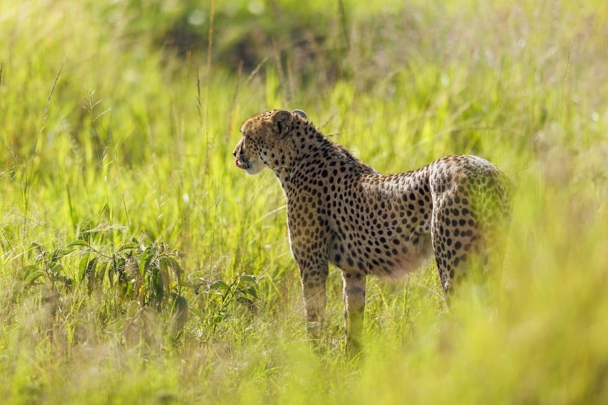 7-Day Luxury Tanzania Safari – 5-Star Adventure Through Tarangire, Ngorongoro & Serengeti