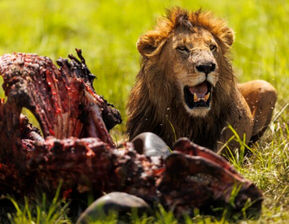 Where Safari Was Born – Tembea Kenya