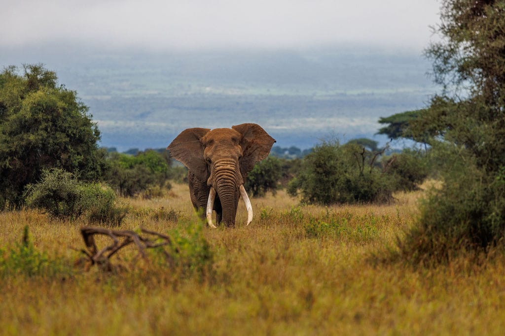 Botswana Safari Adventure – Chobe, Okavango Delta, and Makgadikgadi Pans