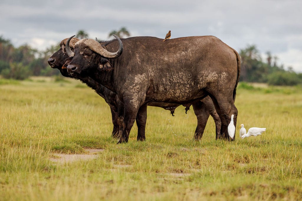 Kenya and Uganda Safari Adventure – 5-Star Experience