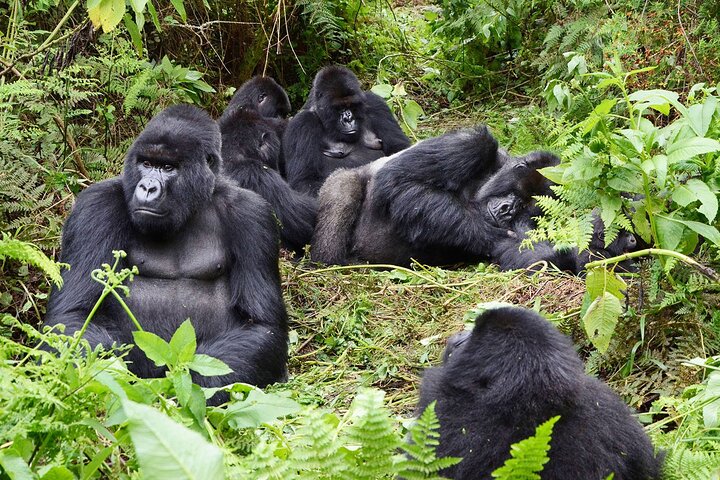 Gorilla Trekking and Cultural Discovery in Rwanda