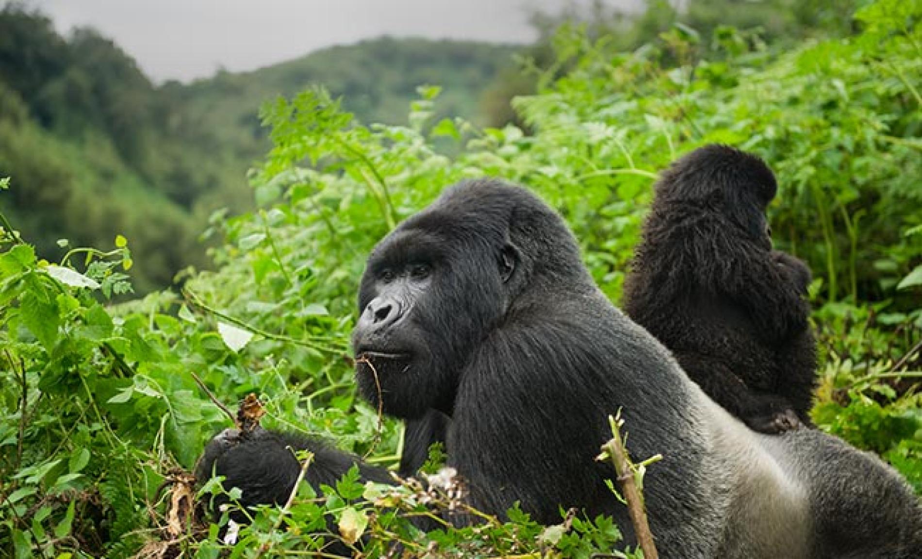 4-Day Gorilla Trekking Experience in Rwanda – A Journey to Volcanoes National Park